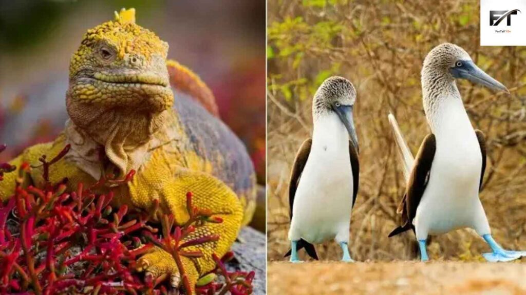 5 Best Wildlife Destinations in the World - Galápagos Islands, Ecuador